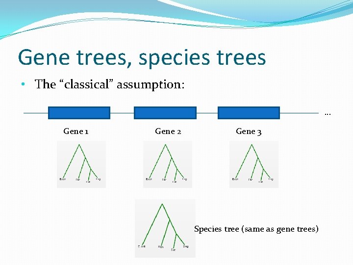 Gene trees, species trees • The “classical” assumption: … Gene 1 Gene 2 Gene
