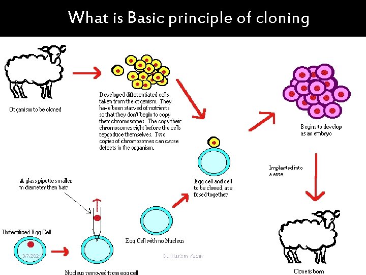 What is Basic principle of cloning 3/7/2021 Dr. Hariom Yadav 