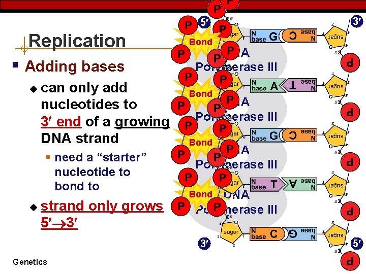 dna replication genetics 2007 2008 why