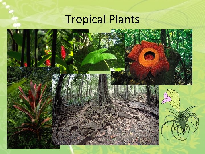 Tropical Plants 