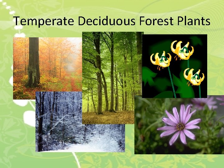 Temperate Deciduous Forest Plants 