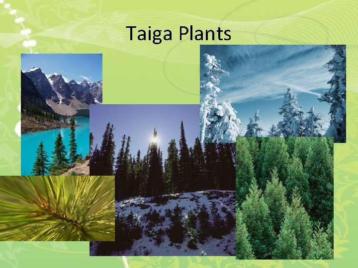 Taiga Plants 