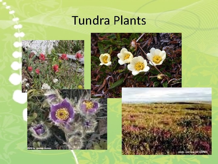 Tundra Plants 