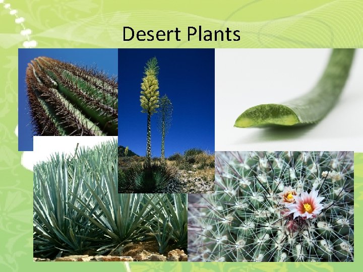 Desert Plants 