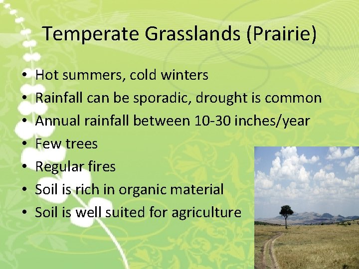 Temperate Grasslands (Prairie) • • Hot summers, cold winters Rainfall can be sporadic, drought