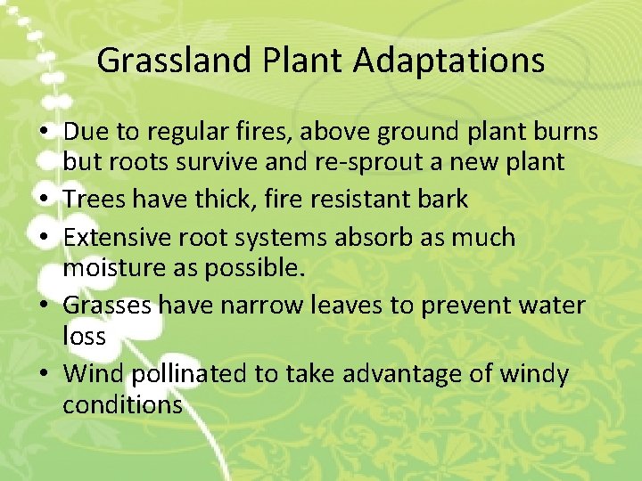 Grassland Plant Adaptations • Due to regular fires, above ground plant burns but roots