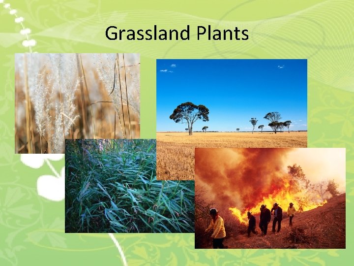 Grassland Plants 