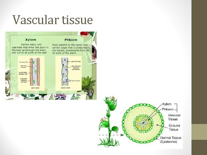 Vascular tissue 