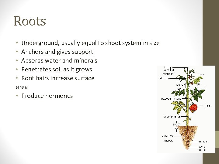 Roots • Underground, usually equal to shoot system in size • Anchors and gives