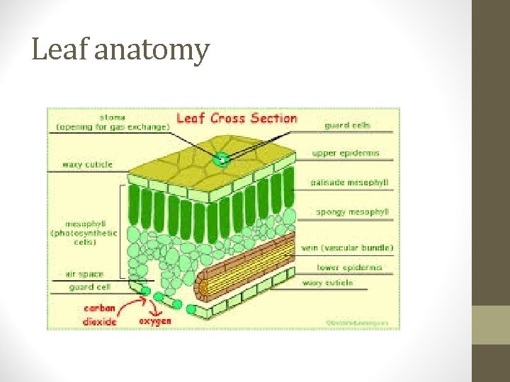 Leaf anatomy 