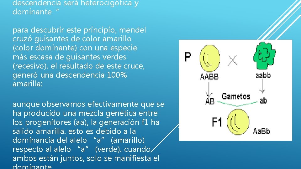 descendencia será heterocigótica y dominante“ para descubrir este principio, mendel cruzó guisantes de color descendencia será heterocigótica y dominante“ para descubrir este principio, mendel cruzó guisantes de color