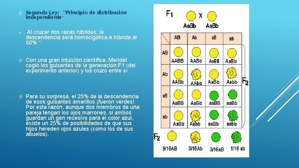 Segunda Ley: “Principio de distribución independiente” “Al cruzar dos razas híbridas, la descendencia Segunda Ley: “Principio de distribución independiente” “Al cruzar dos razas híbridas, la descendencia