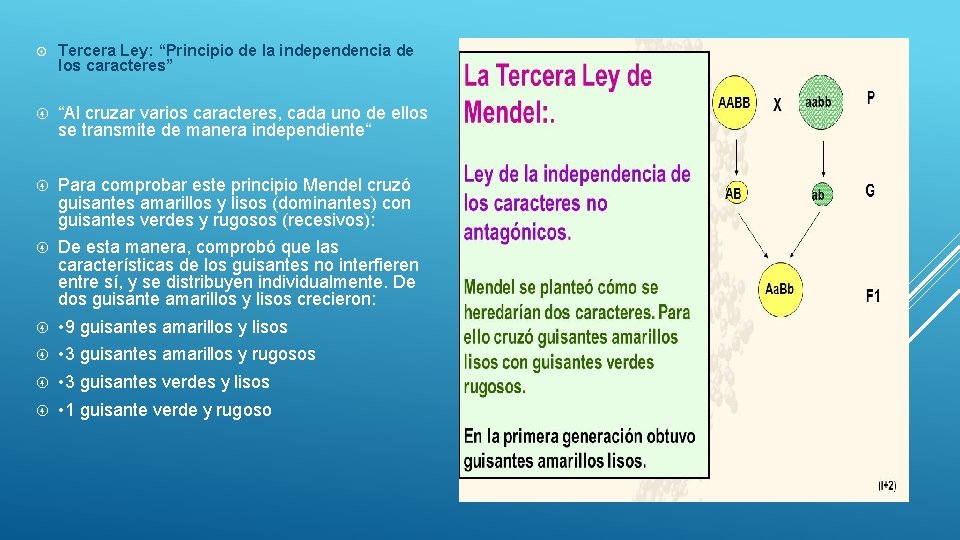 Tercera Ley: “Principio de la independencia de los caracteres” “Al cruzar varios caracteres, Tercera Ley: “Principio de la independencia de los caracteres” “Al cruzar varios caracteres,