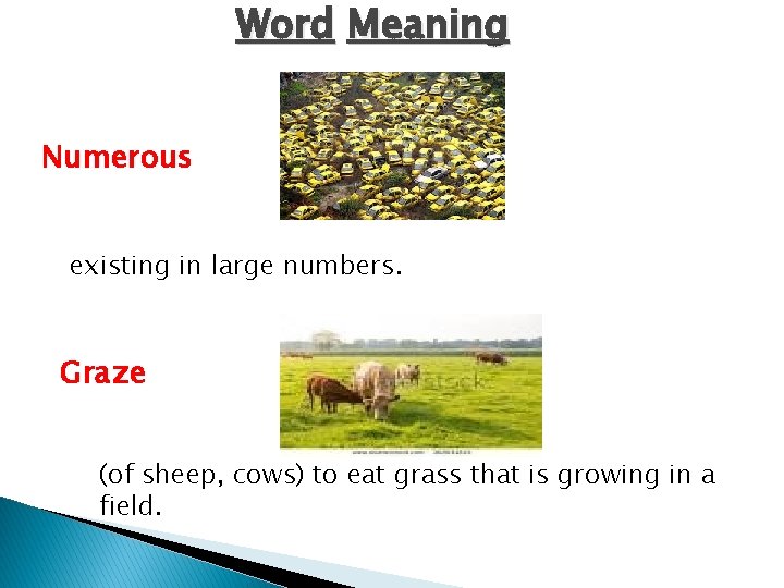 Word Meaning Numerous existing in large numbers. Graze (of sheep, cows) to eat grass
