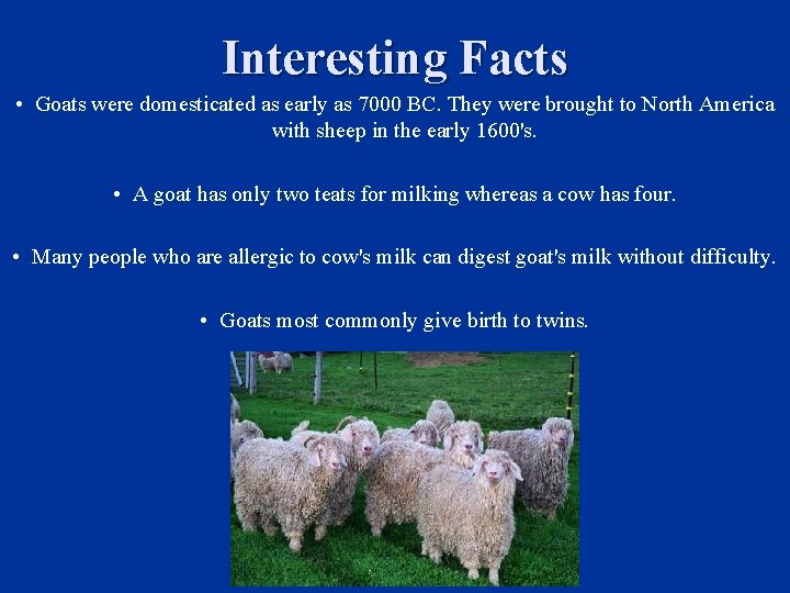 Interesting Facts • Goats were domesticated as early as 7000 BC. They were brought