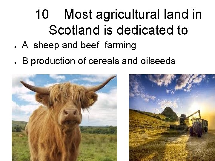 10 Most agricultural land in Scotland is dedicated to ● A sheep and beef