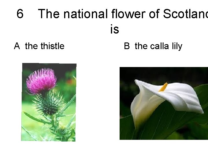 6 The national flower of Scotland is A the thistle B the calla lily