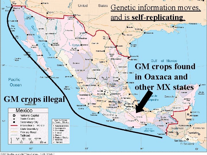 Genetic information moves, and is self-replicating. GM crops found in Oaxaca and other MX