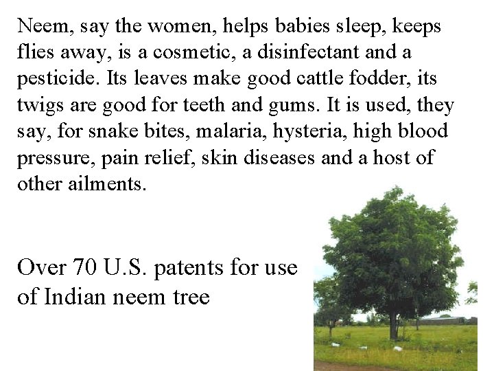 Neem, say the women, helps babies sleep, keeps flies away, is a cosmetic, a