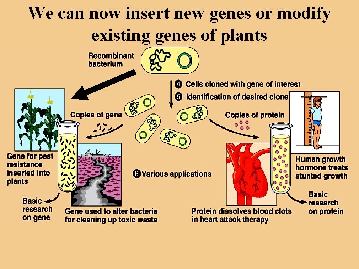 We can now insert new genes or modify existing genes of plants 