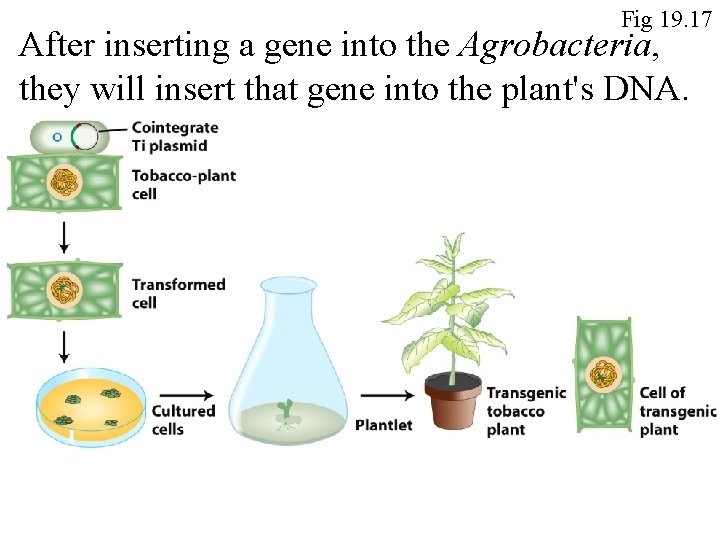 Fig 19. 17 After inserting a gene into the Agrobacteria, they will insert that