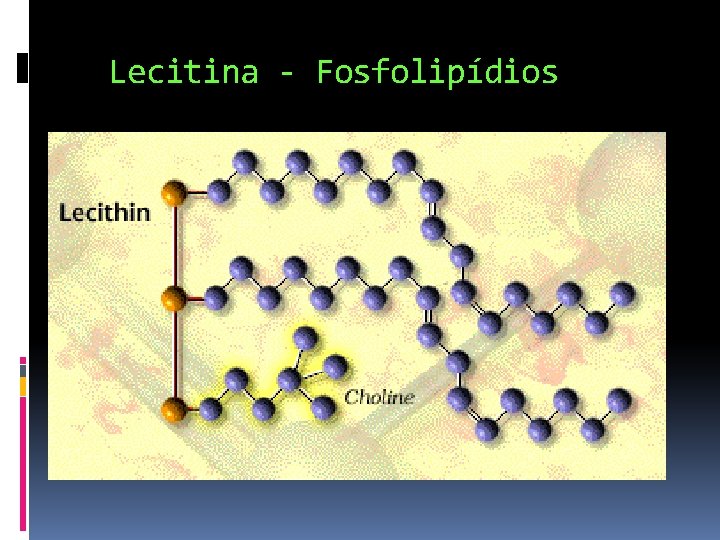 Lecitina - Fosfolipídios 
