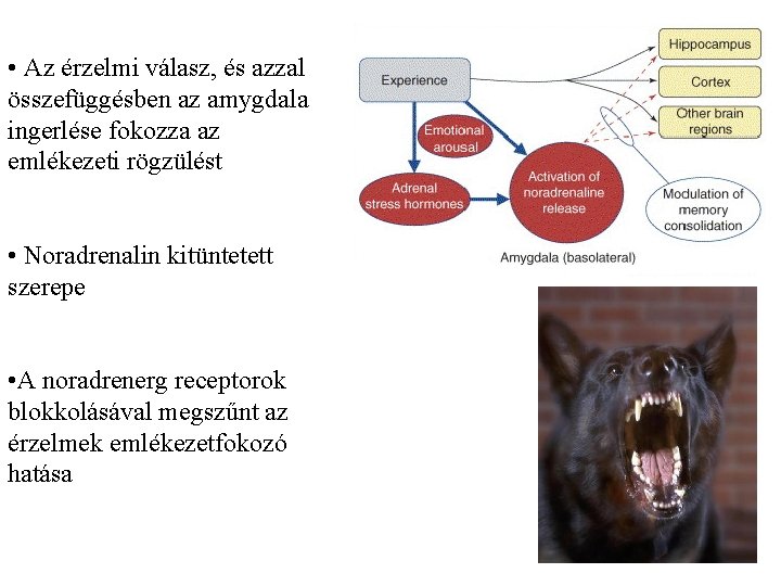  • Az érzelmi válasz, és azzal összefüggésben az amygdala ingerlése fokozza az emlékezeti