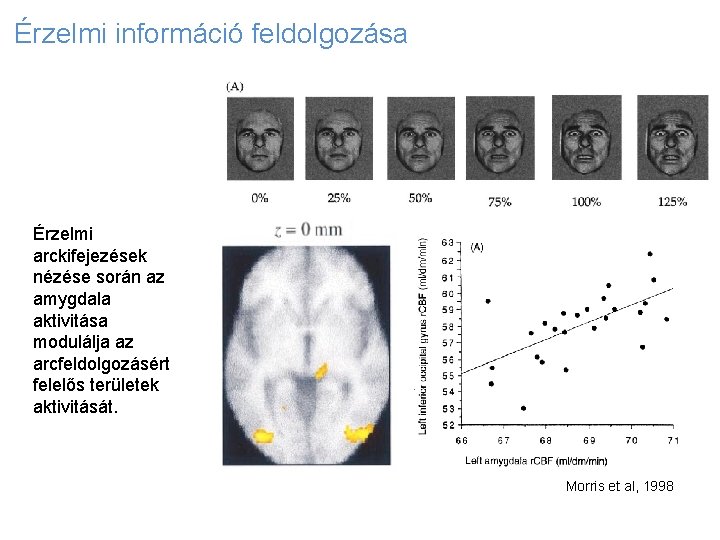 Érzelmi információ feldolgozása Érzelmi arckifejezések nézése során az amygdala aktivitása modulálja az arcfeldolgozásért felelős