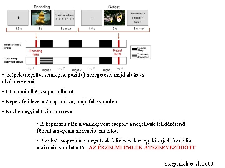  • Képek (negatív, semleges, pozitív) nézegetése, majd alvás vs. alvásmegvonás • Utána mindkét