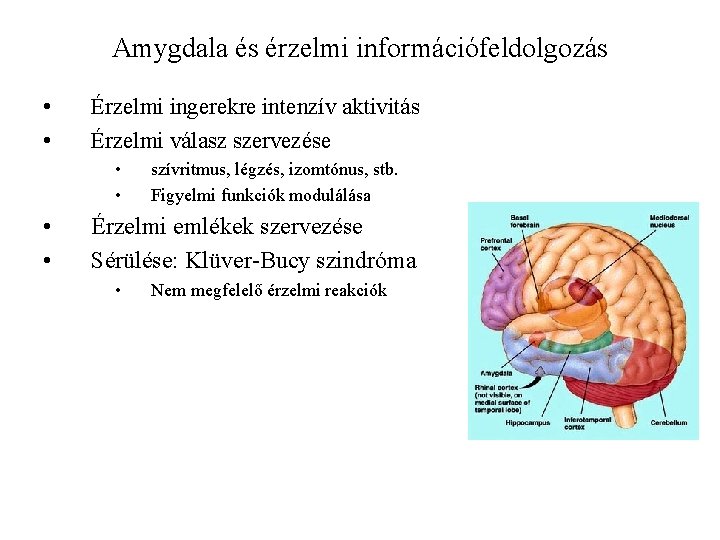 Amygdala és érzelmi információfeldolgozás • • Érzelmi ingerekre intenzív aktivitás Érzelmi válasz szervezése •