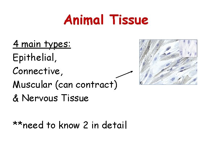 Animal Tissue 4 main types: Epithelial, Connective, Muscular (can contract) & Nervous Tissue **need