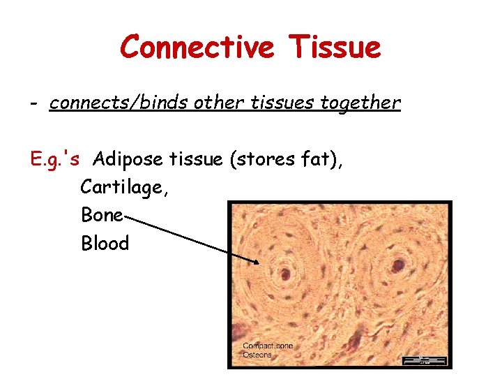 Connective Tissue - connects/binds other tissues together E. g. 's Adipose tissue (stores fat),