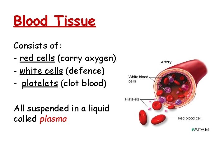 Blood Tissue Consists of: - red cells (carry oxygen), - white cells (defence) -