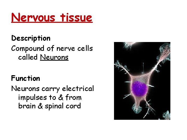 Nervous tissue Description Compound of nerve cells called Neurons Function Neurons carry electrical impulses