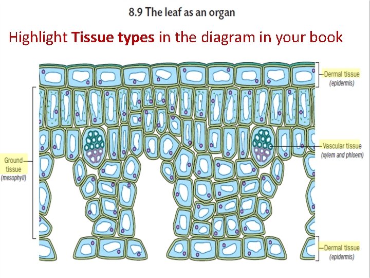 Highlight Tissue types in the diagram in your book 