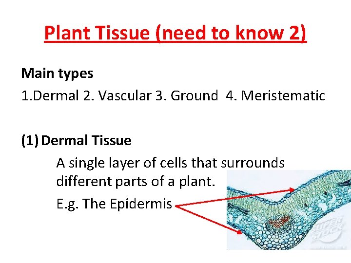 Plant Tissue (need to know 2) Main types 1. Dermal 2. Vascular 3. Ground