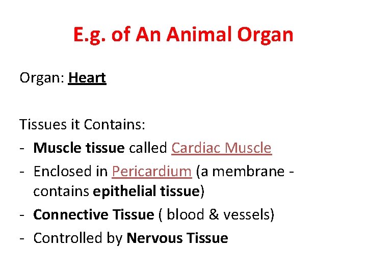 E. g. of An Animal Organ: Heart Tissues it Contains: - Muscle tissue called