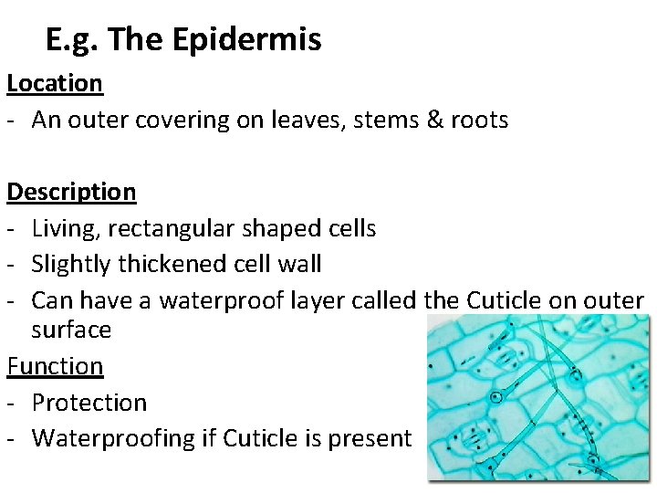 E. g. The Epidermis Location - An outer covering on leaves, stems & roots