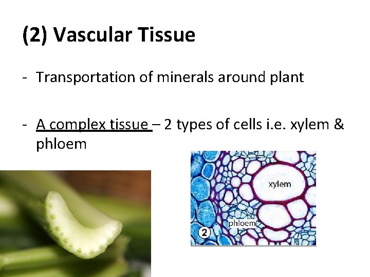 (2) Vascular Tissue - Transportation of minerals around plant - A complex tissue –