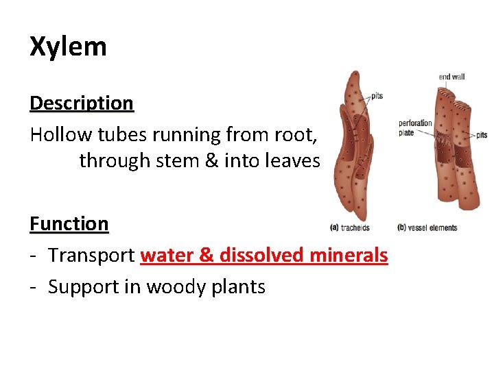Xylem Description Hollow tubes running from root, through stem & into leaves Function -