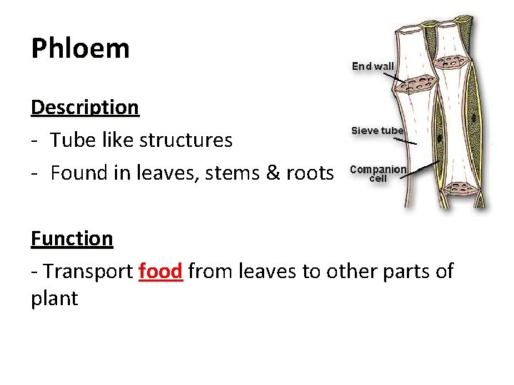 Phloem Description - Tube like structures - Found in leaves, stems & roots Function