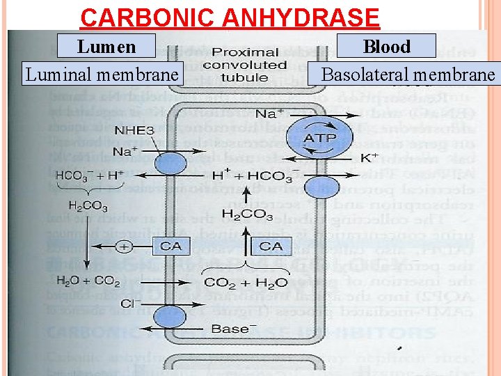 CARBONIC ANHYDRASE Lumen Luminal membrane Blood Basolateral membrane 