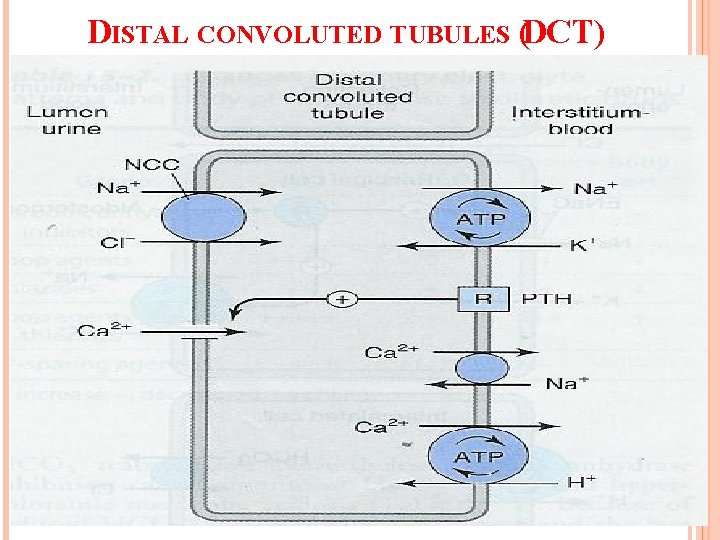 DISTAL CONVOLUTED TUBULES (DCT) 