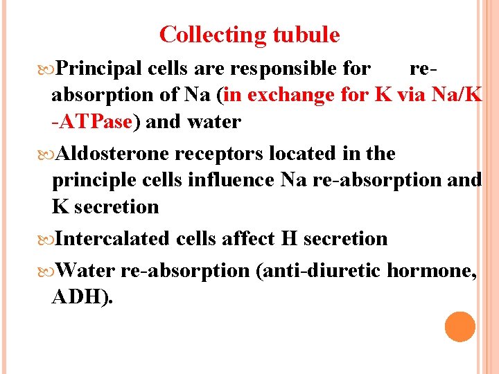 Collecting tubule Principal cells are responsible for re- absorption of Na (in exchange for