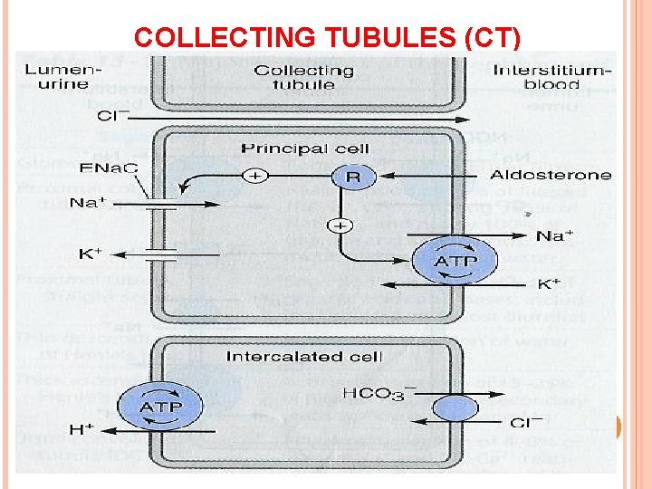 COLLECTING TUBULES (CT) 