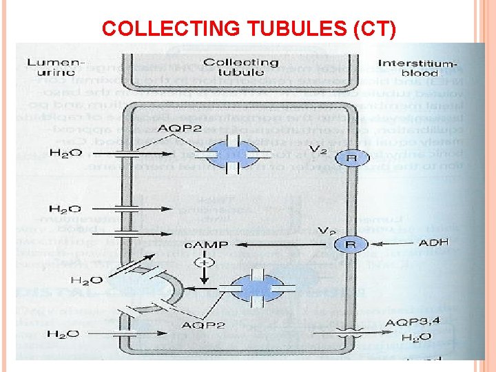 COLLECTING TUBULES (CT) 