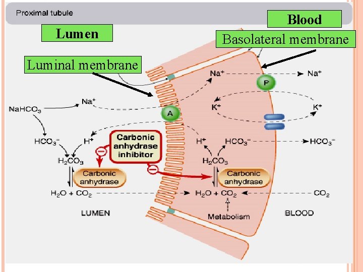 Lumen Luminal membrane Blood Basolateral membrane 