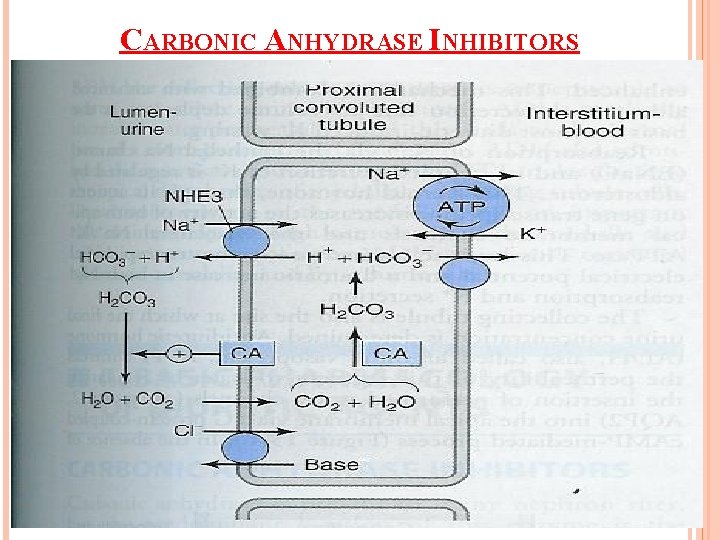 CARBONIC ANHYDRASE INHIBITORS 