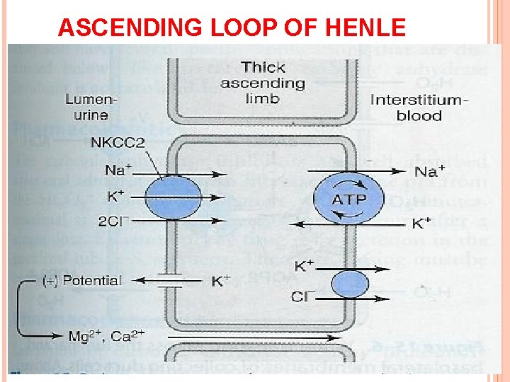 ASCENDING LOOP OF HENLE 