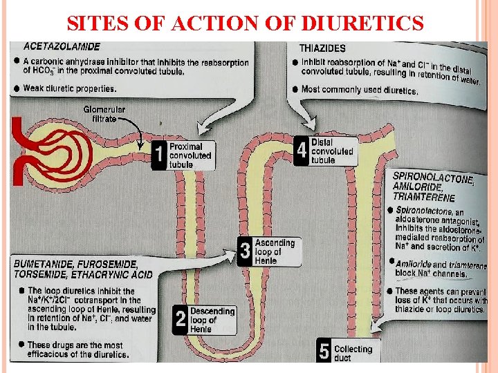 SITES OF ACTION OF DIURETICS 